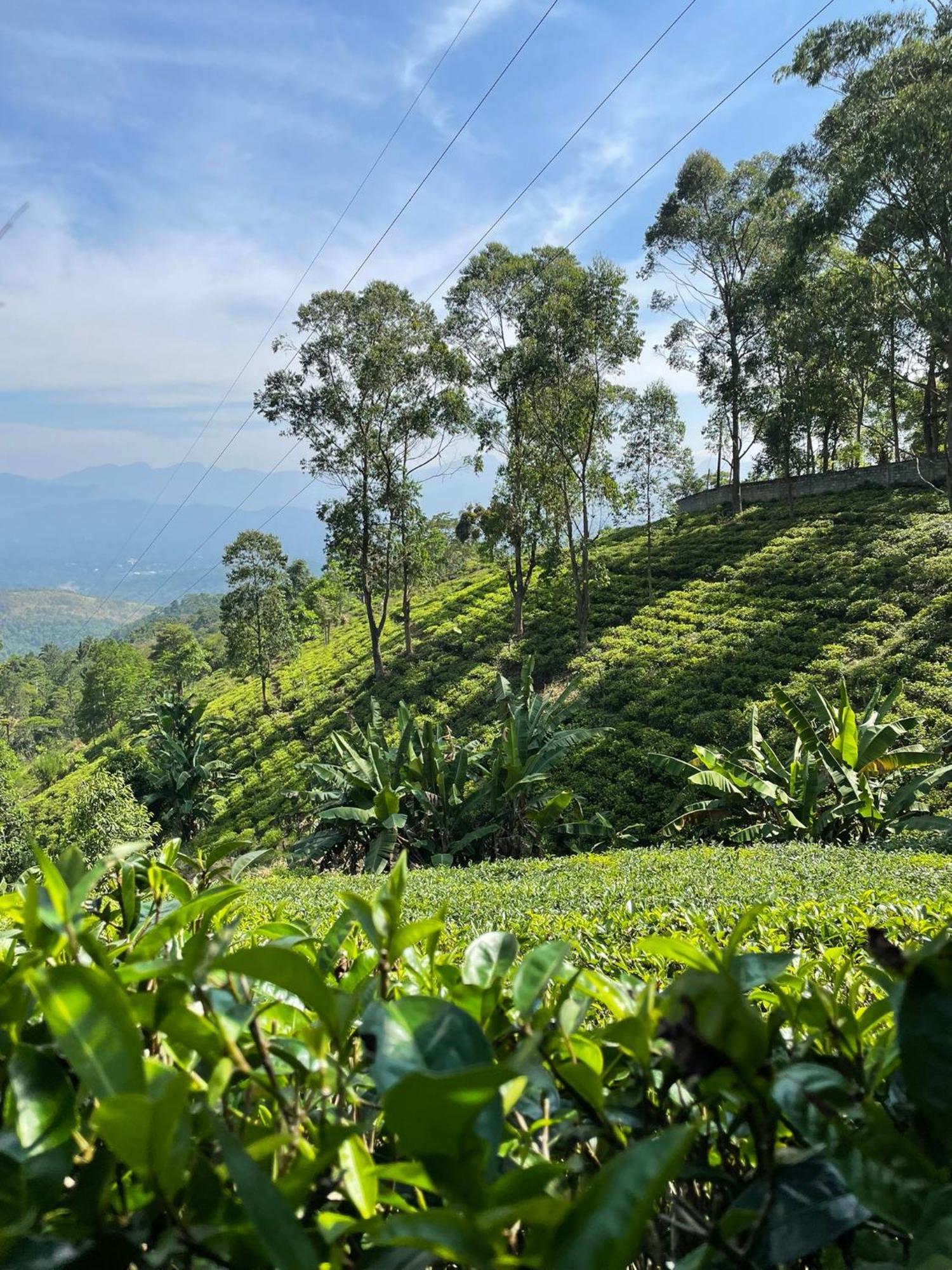 Bellwood Hills Resort & Spa Kandy Eksteriør bilde